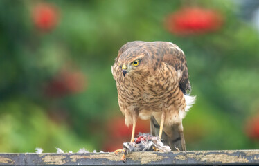 Close up of a female sparrow hawk eating it's prey 
