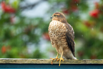 Female sparrow hawk in an urban garden looking for prey