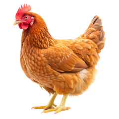 Fototapeta premium Brown Hen on White Background Isolated Ideal for Poultry and Farm Animal Illustrations