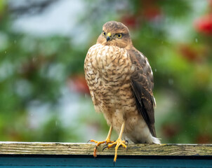 Female sparrow hawk in an urban garden looking for prey