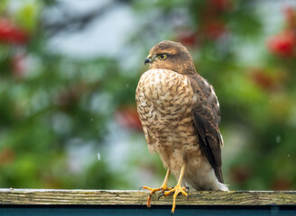 Female sparrow hawk in an urban garden looking for prey