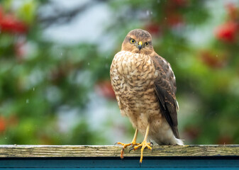 Female sparrow hawk in an urban garden looking for prey