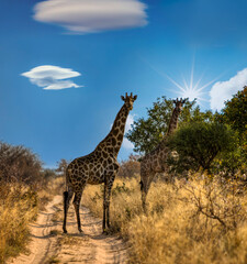 two giraffes in , Botswana, bush in the dry season, Khutse Game Reserve