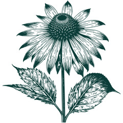 Aesthetic Beautiful Botanical Flower and Leaves Graphic Silhouette Illustration