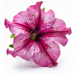 Pink Petunia isolated on white background
