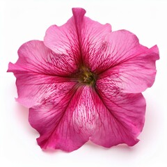 Pink Petunia isolated on white background