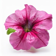 Pink Petunia isolated on white background