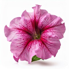 Pink Petunia isolated on white background