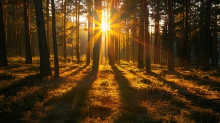 Fototapeta premium Golden hour over a forest, with the sun filtering through the trees and casting long shadows on the ground
