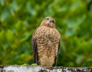 Female sparrow hawk in an urban garden looking for prey
