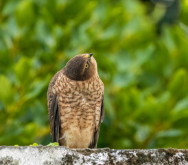 Female sparrow hawk in an urban garden looking for prey