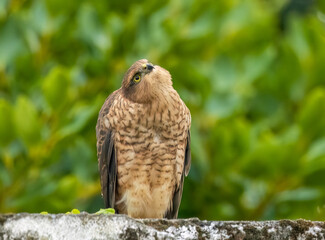 Female sparrow hawk in an urban garden looking for prey