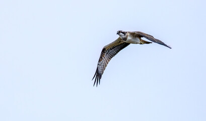 Obraz premium Osprey in flight in the sky 