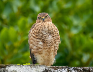 Female sparrow hawk in an urban garden looking for prey