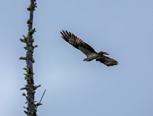 Osprey in flight in the sky 