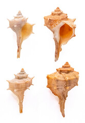 Spiny Dye Murex (bolinus Brandaris)  on a white background