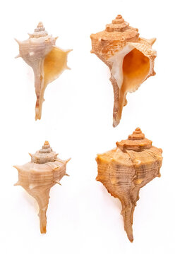 Spiny Dye Murex (bolinus Brandaris)  on a white background