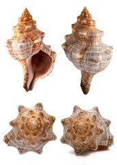 Horse conch shell isolated on white back ground