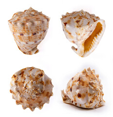 Cassis Cornuta Shell on white background