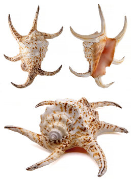 Harpago chiragra conch on white  background