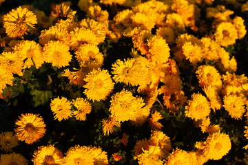 Spectacular blooming show of beautiful yellow сhrysanthemum in warm sunset light top view top view, selective focus. Gardening, floral greeting card or wallpaper concept