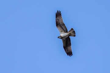 Osprey in flight in the sky 