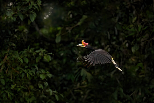 Hornbill in dark tropic forest. Rhinoceros hornbill, Buceros rhinoceros, big black bird with orange bill beak in nature gorest habitat. Kinabatangan, Borneo, Malaysia. Flight bird.