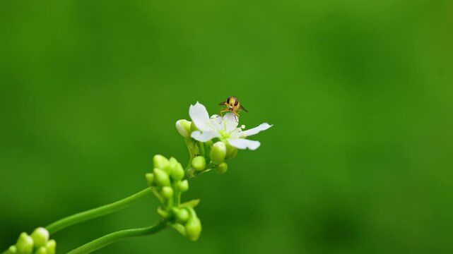 Venus flytrap macro: Yellow hoverfly on white flowers, close-up of pollination, isolated with space for text.