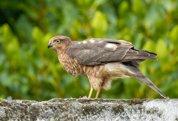 Close up of a female sparrow hawk eating it's prey 