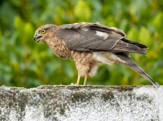 Fototapeta premium Close up of a female sparrow hawk eating it's prey 