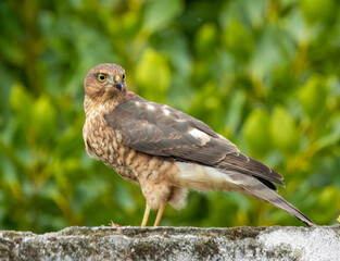 Close up of a female sparrow hawk eating it's prey 