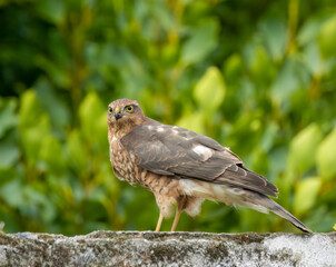 Close up of a female sparrow hawk eating it's prey 