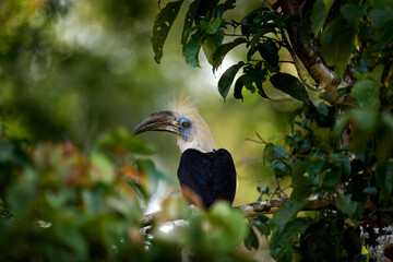 Portratit of bird White-crowned Hornbill, Berenicornis comatus, in the dark tropic forest junge habitat. Bird with white crest sitting in branch, small red fruit big bill. Hornbill, Borneo, Malaysia