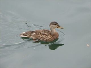 Duck on the Pond, Oak Bluffs, Ma