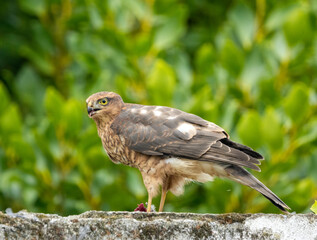 Close up of a female sparrow hawk eating it's prey 