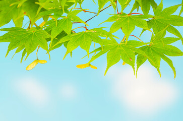 Obraz premium Maple Leaves On The Maple Tree on blue sky background.