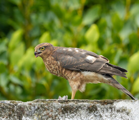 Close up of a female sparrow hawk eating it's prey 