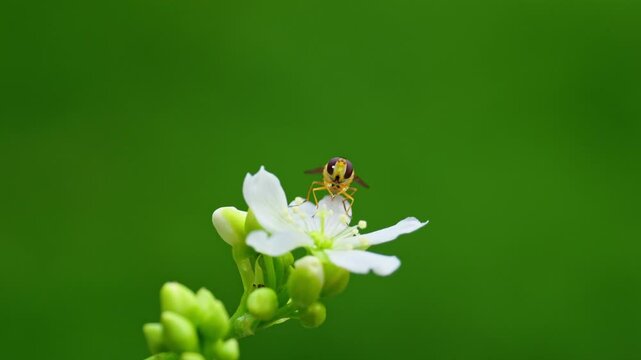 Close-up video: Yellow hoverfly nectaring on Venus flytrap flowers, covered in pollen. Isolated with room for text.