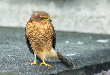 Osprey in flight in the sky 