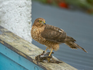 Close up of a female sparrow hawk eating it's prey 