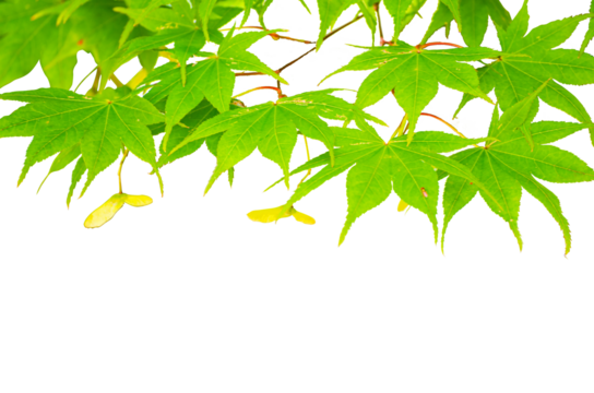 Maple Leaves On The Maple Tree isolate on transparent background.