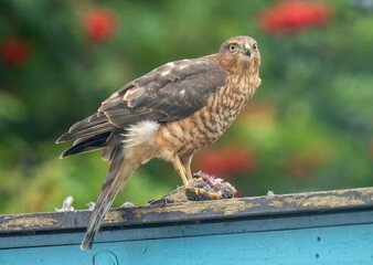 Close up of a female sparrow hawk eating it's prey 
