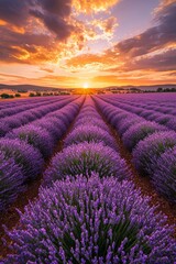 A vast lavender field in full bloom under a golden sunset, the purple flowers contrasting with the orange and pink sky.