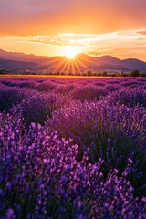 A vast lavender field in full bloom under a golden sunset, the purple flowers contrasting with the orange and pink sky.