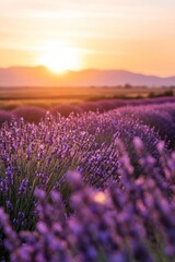 Obraz premium A vast lavender field in full bloom under a golden sunset, the purple flowers contrasting with the orange and pink sky.