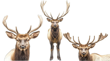 Three deer with large antlers are standing in a row