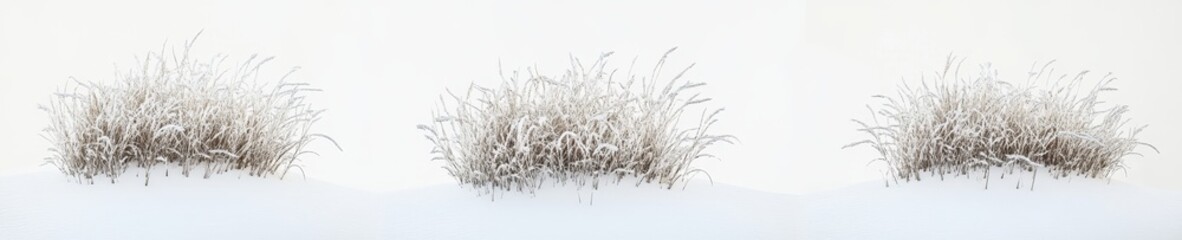 Fototapeta premium Isolated shrubs of Aphiopogon japonicus are shown on a transparent background in 3D