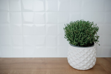 Pot with fresh thyme in white kitchen