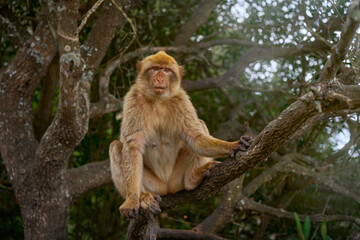 Barbary macaque, Macaca sylvanus, wild monkey in Gibraltar. The only one monkey species on the European continent. Urban wildlife on the top of Rock og Gibraltar. Animal in the nature.