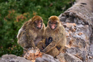 Barbary macaque family, Macaca sylvanus, wild young babe monkey in Gibraltar. Only one monkey species on the European continent. Urban wildlife on the top of Rock og Gibraltar. Animal in the nature.